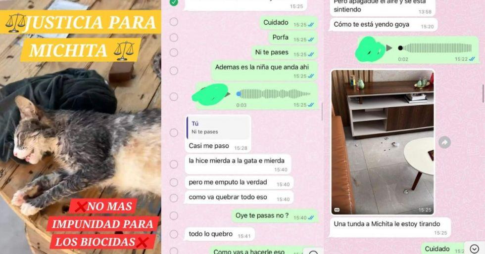 Hombre es acusado por matar a golpes a un gato por romper un jarrón y ...